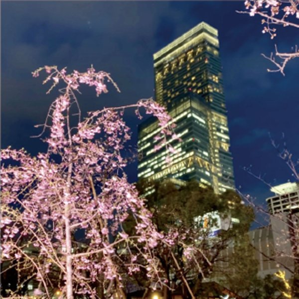画像5: LIVEGEAR SAKURA TERAS(サクラテラス)100wタイプ (5)