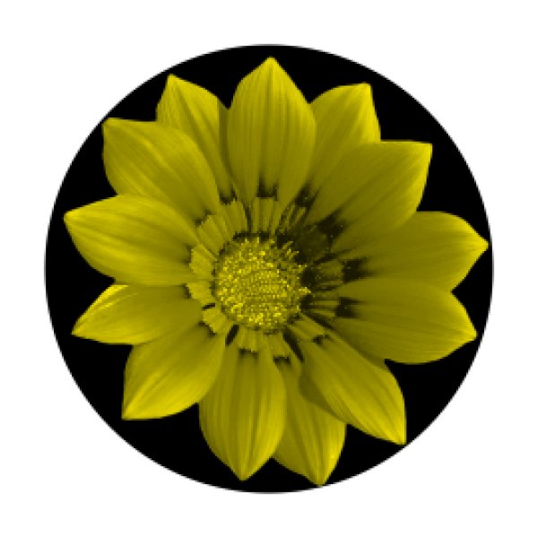 画像1: Apollo Yellow Flower C2-0157 (1)