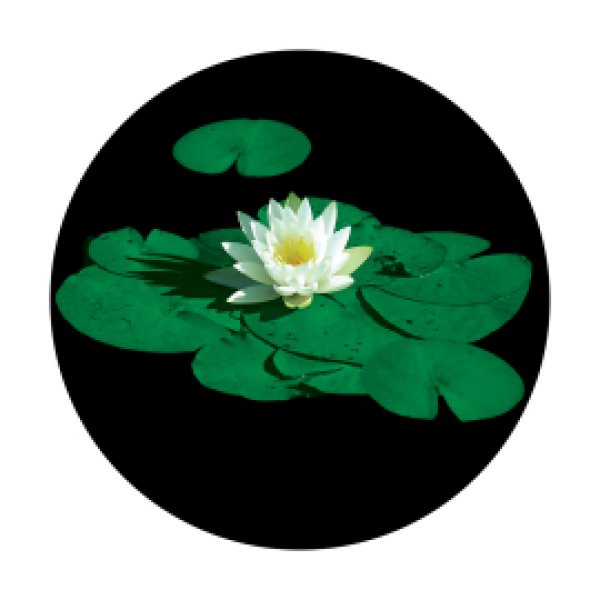 画像1: Apollo Stunning Lily Pad CS-0029 (1)