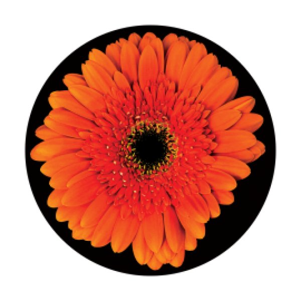 画像1: Apollo Gerbera Daisy CS-3469 (1)