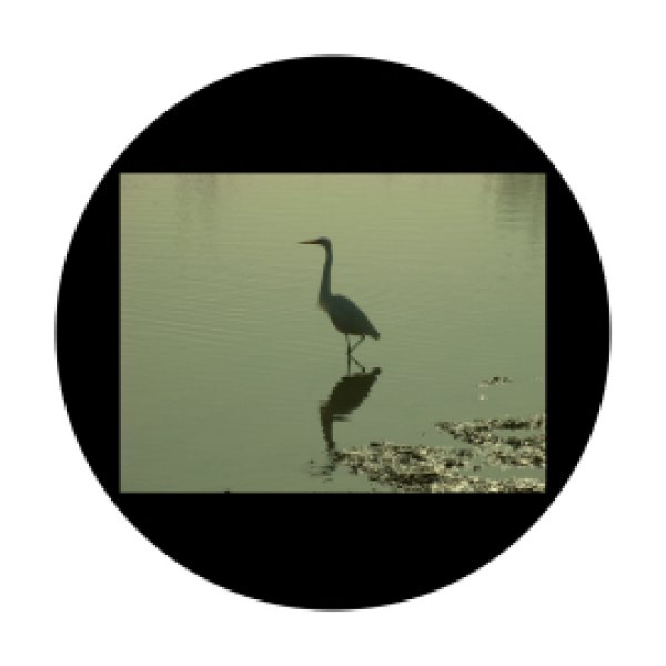 画像1: Apollo D. Antonakos - Birds in Wetlands CSDS-8021 (1)