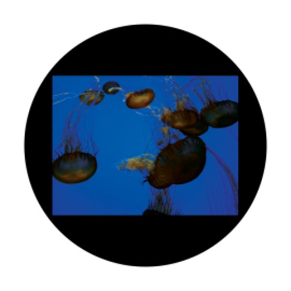 画像1: Apollo D. Antonakos - Jellyfish CSDS-8023 (1)