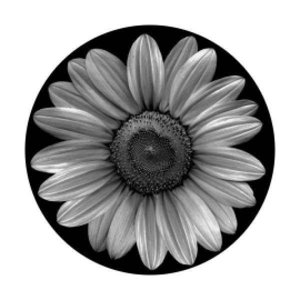 画像1: Apollo Sunflower HE-1074 (1)