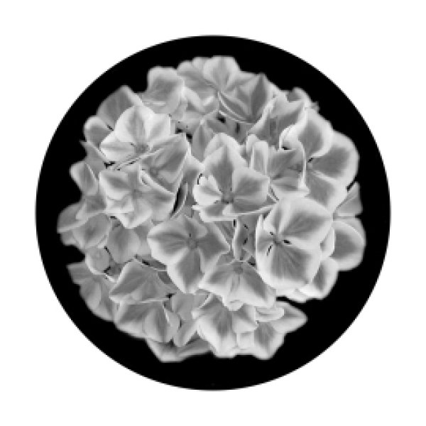画像1: Apollo Hydrangea SR-1016 (1)