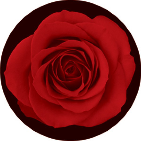 画像1: 84430 Red Rose (1)