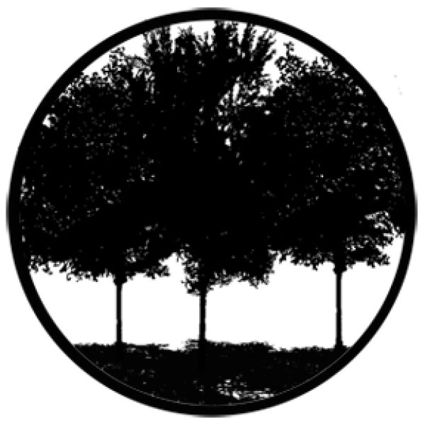 画像1: 78431 Tree Silhouette 1 David Sumner (1)