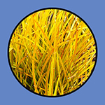 プラスチックゴボ